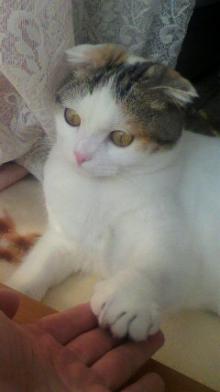 ふわりのブログ