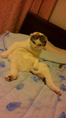 ふわりのブログ