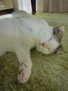 ふわりのブログ