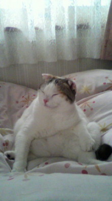 ふわりのブログ