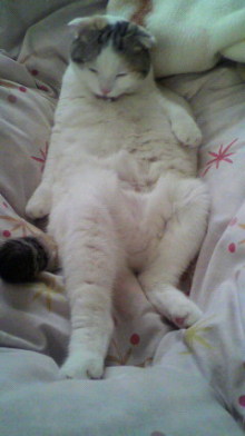 ふわりのブログ