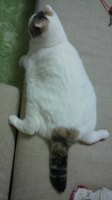 ふわりのブログ