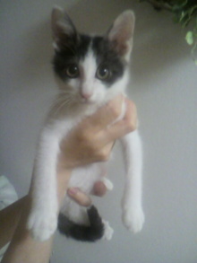 ふわりのブログ